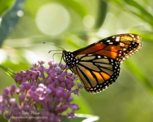 Monarch Butterfly